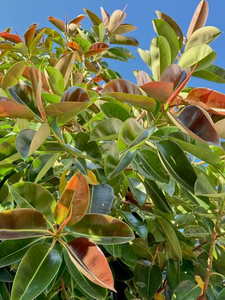 istock Large leaves of a tropical tree 2196091417