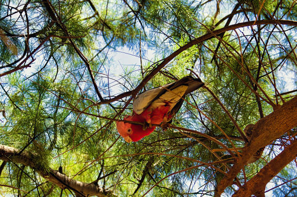 Western galah (Eolophus roseicapilla roseicapilla, formerly named Eolophus roseicapilla assimilis) in a she-oak (Casuarina) in Western Australia