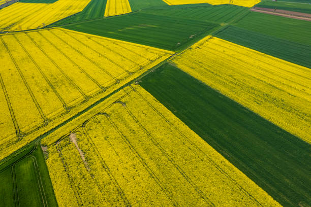 istock a green agricultural field in a rural landscape (aerial shot) 2196092830