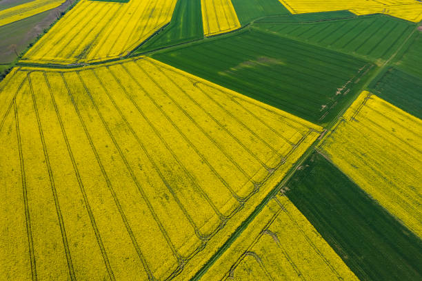 istock a green agricultural field in a rural landscape (aerial shot) 2196092832