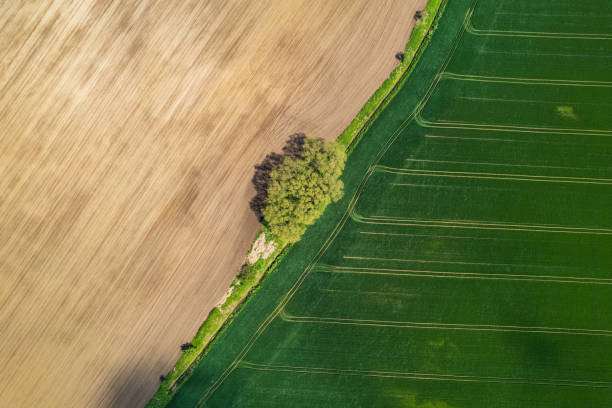 istock a green agricultural field in a rural landscape (aerial shot) 2196092859