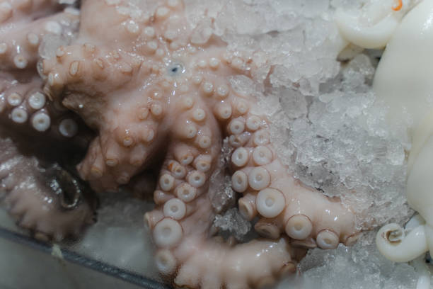 Seafood. Fresh octopus lies on ice. Close-up.