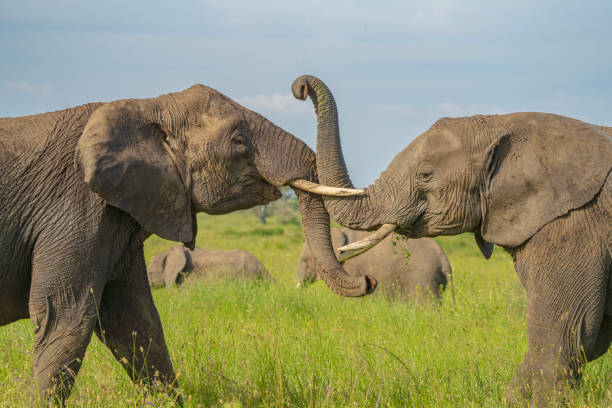istock Cheerful family of elephants 2196093321