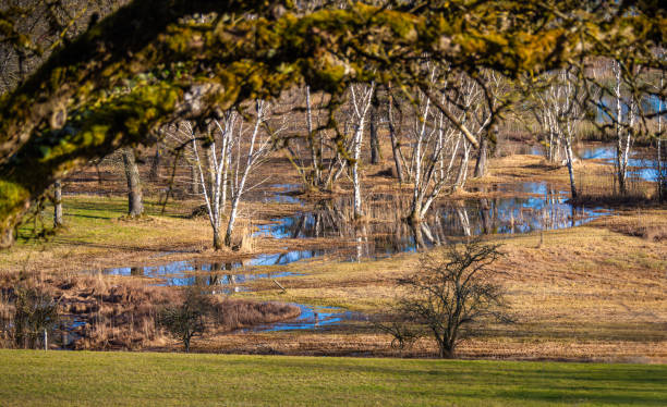 istock Serene Pond in a Grassy Landscape 2196093545
