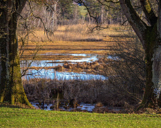 Serene Wetland Landscape with Framing Trees