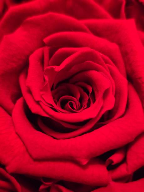 Photo of roses with their beautiful petals and details.