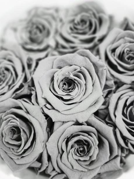 Bouquet of pink roses in a white vase