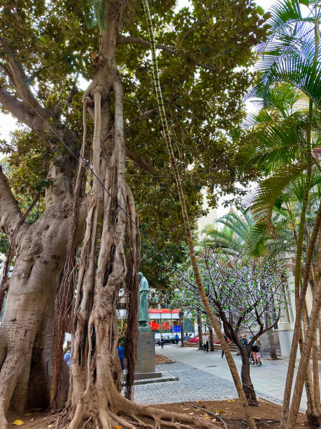 istock Tenerife. Canary Islands 2196096728
