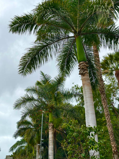 istock Palm tree. Tenerife. Canary Islands 2196096729