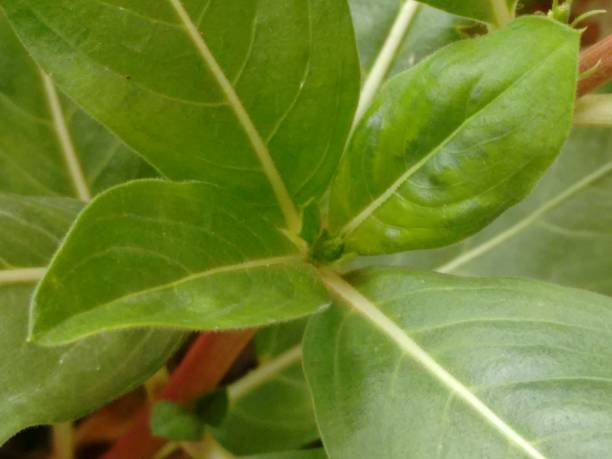 istock The vinca leaf has a soft sheen and an oval shape, with well-defined veins that enhance its texture. Its deep green hue contrasts with the delicate flowers, creating a harmonious balance in the plant and highlighting its resilience to various environmenta 2196097347