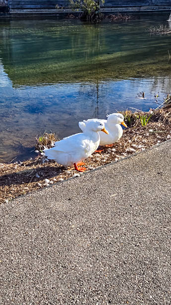 istock Winter Water, Birmingham, Alabama - White Ducks Preening in Railroad Park 2196098054