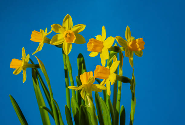 Yellow Spring Flowers, Narcissus with copy space for Text or design. Happy Easter concept on Blue Background.