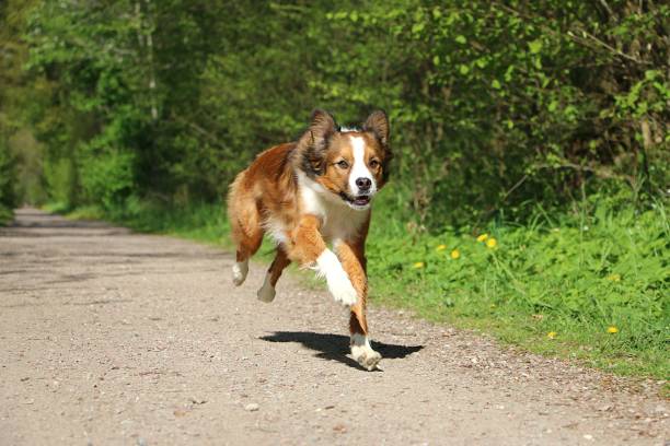 istock a pretty brown white australian shepherd mix running on a sandy path in the park 2196100063