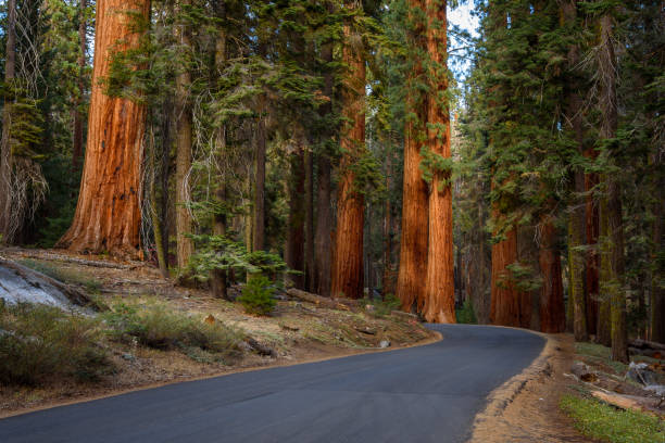 istock Mountain road through a giant sequoia grove at sunset in autumn 2196100071