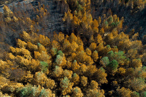 istock aerial drone view of a pine forest burnt in a forest fire, climate change. Ecological concept background 2196100219