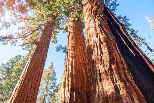 istock View form below of giant sequoia trees on a sunny day 2196100258