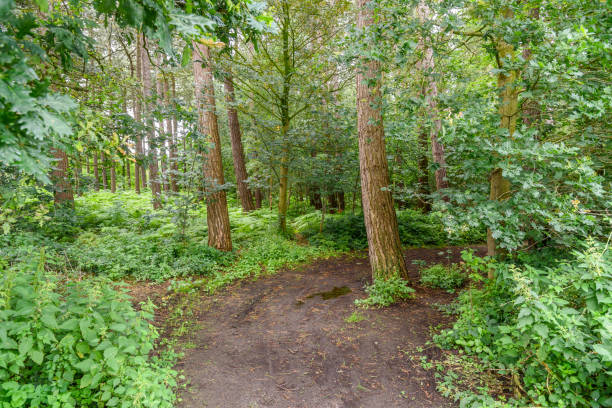 Partially framed by the rough texture of a tree trunk in the foreground, this woodland scene feels secretive and quietly alive.