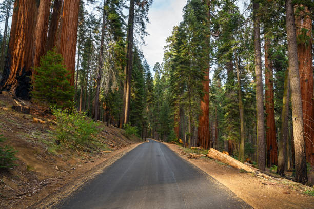 istock Narrow road lined with giant sequoia trees at sunset in autumn 2196100275
