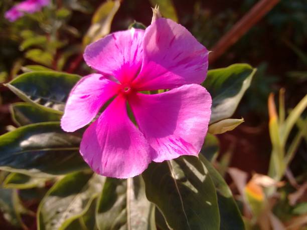 The pink vinca flower (Catharanthus roseus) features delicate, softly rounded petals arranged in a star-like shape, often with a darker center. Its hue ranges from light to deep pink, creating a striking contrast against its glossy green foliage. Blooming year-round, this resilient and adaptable species thrives in various climates. Beyond its ornamental appeal, vinca has significant medicinal properties, as it produces alkaloids with therapeutic applications. Its nectar attracts pollinators such as bees and butterflies, enhancing the ecological balance in gardens and natural habitats.The Vinca, also known by various common names such as the pink vinca flower (catharanthus roseus) displays a soft and delicate hue, with slightly overlapping petals radiating from its vibrant center. its subtle coloration stands out against the green foliage, making it a beautiful ornamental .