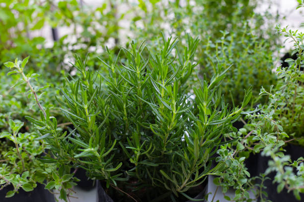 istock Herb plant in the garden 2196100588