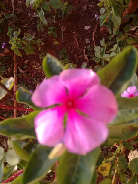 The pink vinca flower (Catharanthus roseus) features delicate, softly rounded petals arranged in a star-like shape, often with a darker center. Its hue ranges from light to deep pink, creating a striking contrast against its glossy green foliage. Blooming year-round, this resilient and adaptable species thrives in various climates. Beyond its ornamental appeal, vinca has significant medicinal properties, as it produces alkaloids with therapeutic applications. Its nectar attracts pollinators such as bees and butterflies, enhancing the ecological balance in gardens and natural habitats.The Vinca, also known by various common names such as the pink vinca flower (catharanthus roseus) displays a soft and delicate hue, with slightly overlapping petals radiating from its vibrant center. its subtle coloration stands out against the green foliage, making it a beautiful ornamental .