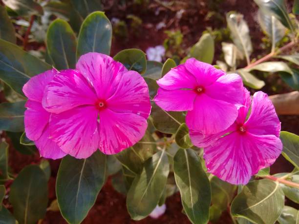 The pink vinca flower (Catharanthus roseus) features delicate, softly rounded petals arranged in a star-like shape, often with a darker center. Its hue ranges from light to deep pink, creating a striking contrast against its glossy green foliage. Blooming year-round, this resilient and adaptable species thrives in various climates. Beyond its ornamental appeal, vinca has significant medicinal properties, as it produces alkaloids with therapeutic applications. Its nectar attracts pollinators such as bees and butterflies, enhancing the ecological balance in gardens and natural habitats.The Vinca, also known by various common names such as the pink vinca flower (catharanthus roseus) displays a soft and delicate hue, with slightly overlapping petals radiating from its vibrant center. its subtle coloration stands out against the green foliage, making it a beautiful ornamental .