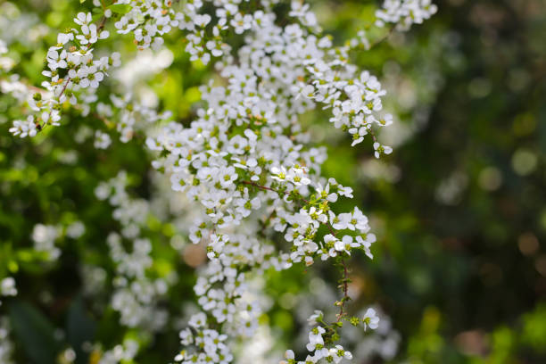istock White flowers of Thunberg spirea in Japan park 2196100609