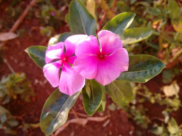 istock The pink vinca flower (Catharanthus roseus) displays a soft and delicate hue, with slightly overlapping petals radiating from its vibrant center. Its subtle coloration stands out against the green foliage, making it a beautiful ornamental element. 2196100649