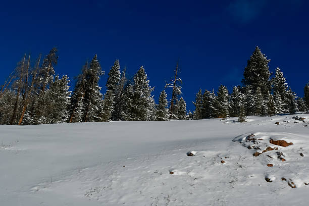 istock Snow Skiing in Colorado 2196101584