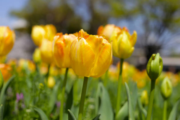Close-up of a tulip in the garden