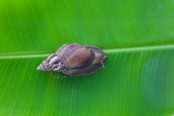 Shell Collection：Colorful snail shell
