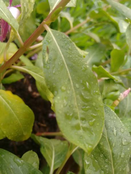 istock Raindrops delicately rest on the vinca leaves, reflecting light in tiny glimmers. The freshness of the rain breathes new life into the plant, intensifying the vibrant green of its leaves. 2196102826