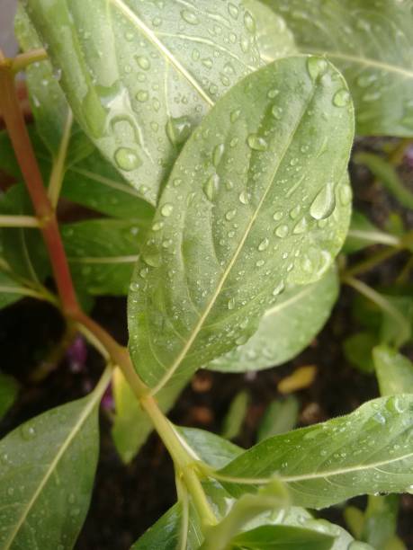 istock Raindrops delicately rest on the vinca leaves, reflecting light in tiny glimmers. The freshness of the rain breathes new life into the plant, intensifying the vibrant green of its leaves. 2196102829
