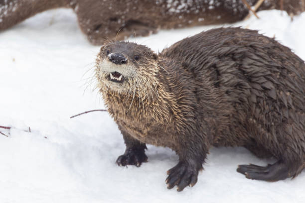 istock American river otter portrait 2196103490