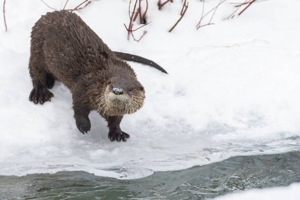 istock American river otter portrait 2196103491