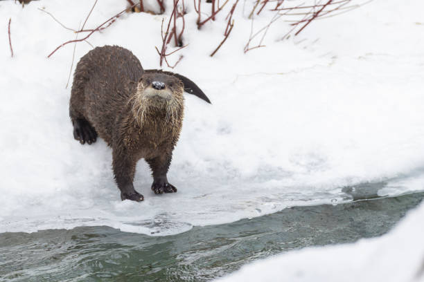 The wolverine (Gulo gulo) is a powerful, solitary carnivore known for its strength and resilience. Despite its relatively small size, it’s an incredibly tough predator, often found in cold, remote regions like northern Finland. With a thick coat and distinctive markings, it’s both an opportunistic hunter and scavenger, capable of taking down prey much larger than itself. Highly territorial and elusive, the wolverine is a symbol of endurance in the wild.