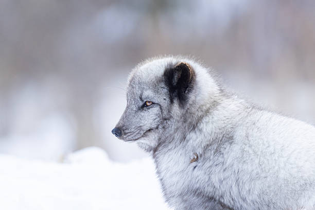 Free picture: winter, animal, arctic fox, hunting, ice, fox, nature