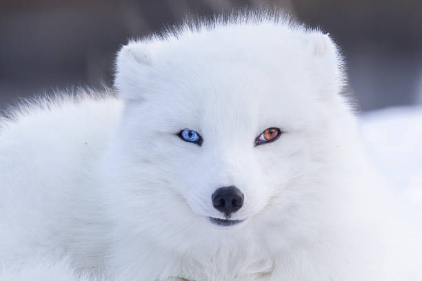 istock Portrait of Artic fox with Heterochromia 2196103500