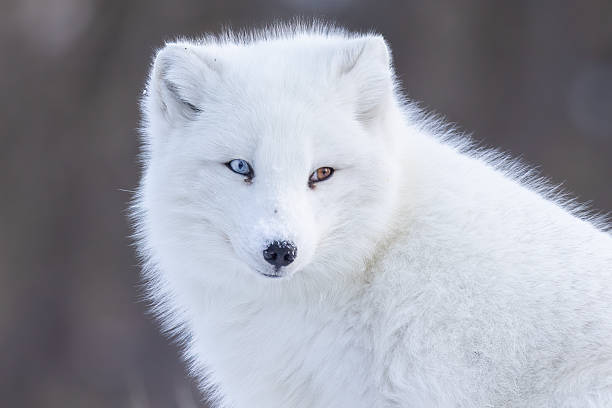 istock Portrait of Artic fox with Heterochromia 2196103501
