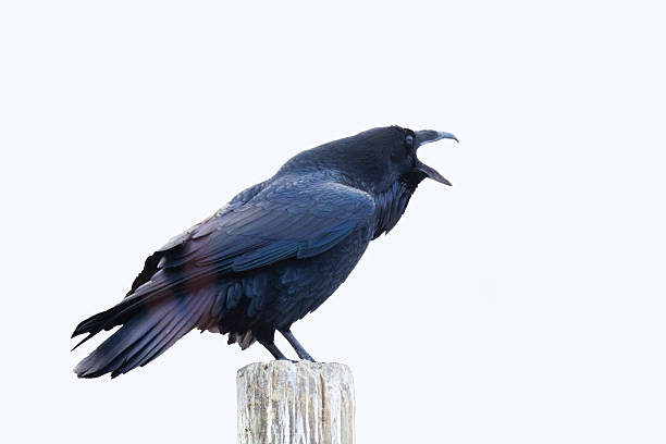 common raven or northern raven (Corvus corax) in winter