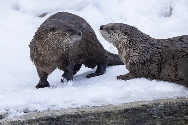 istock American river otter portrait 2196103512
