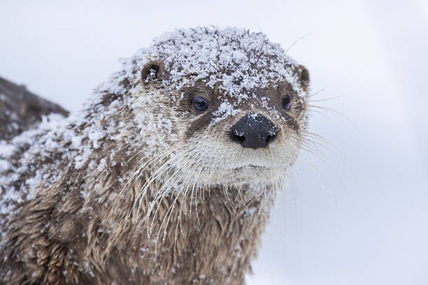 istock American river otter portrait 2196103520