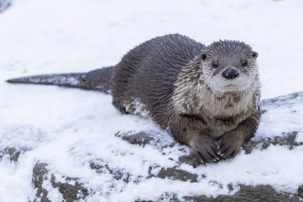 istock American river otter portrait 2196103523