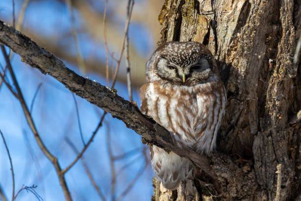 istock A close-up of Boreal owl (Aegolius funereus) or Tengmalm's owl 2196103575