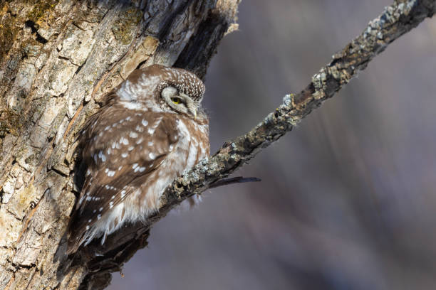 istock A close-up of Boreal owl (Aegolius funereus) or Tengmalm's owl 2196103601