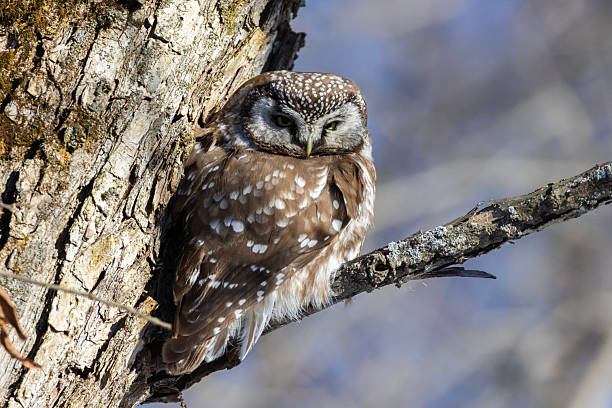 A close-up of Boreal owl (Aegolius funereus) or Tengmalm's owl