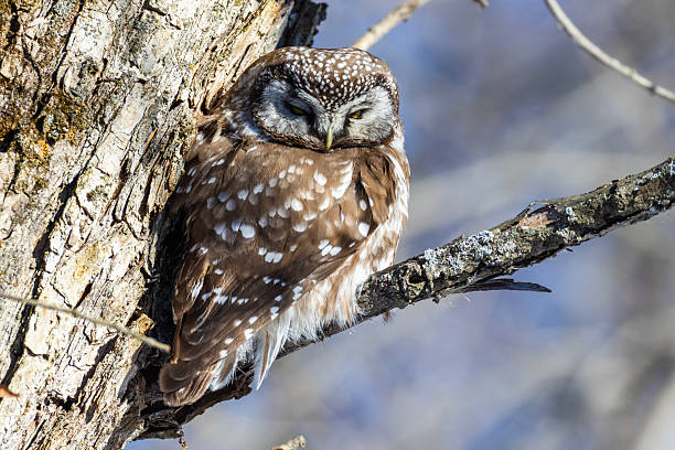 istock A close-up of Boreal owl (Aegolius funereus) or Tengmalm's owl 2196103616