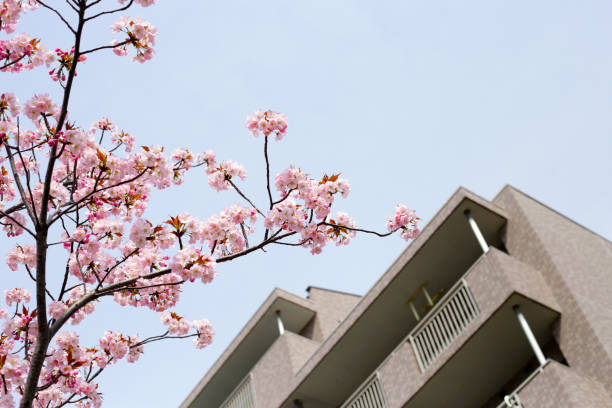 Branches of sakura flowers, cherry blossom