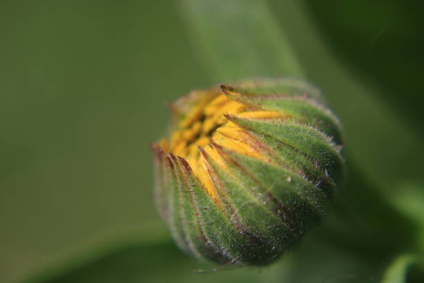 Vibrant macro photograph of a Calendula officinalis (Pot Marigold) showcasing its intricate petal structure and sunny hues. Perfect for herbal, medicinal, and nature-inspired designs