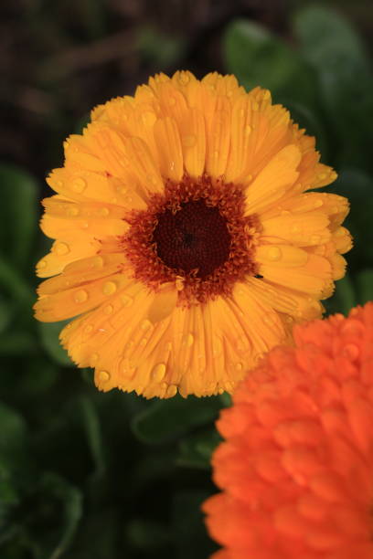 istock Golden Calendula: A Burst of Sunshine 2196104568